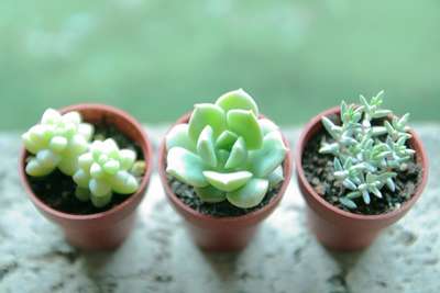 観葉植物置いてる人ー！！