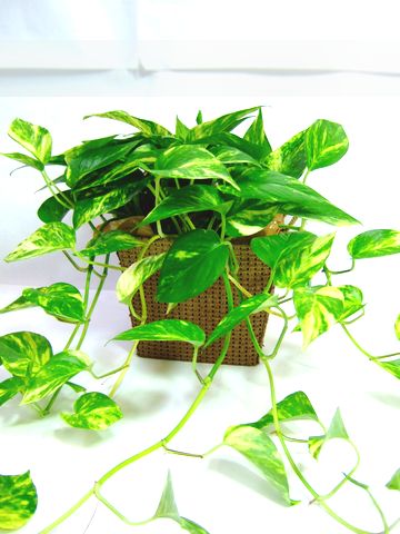 観葉植物置いてる人ー！！