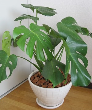 観葉植物置いてる人ー！！