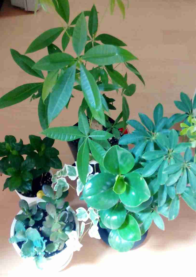 観葉植物置いてる人ー！！