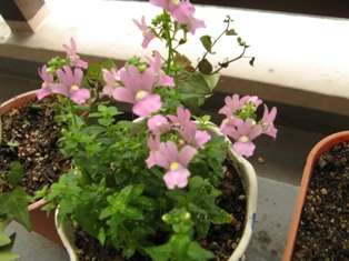 観葉植物置いてる人ー！！
