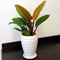 観葉植物置いてる人ー！！