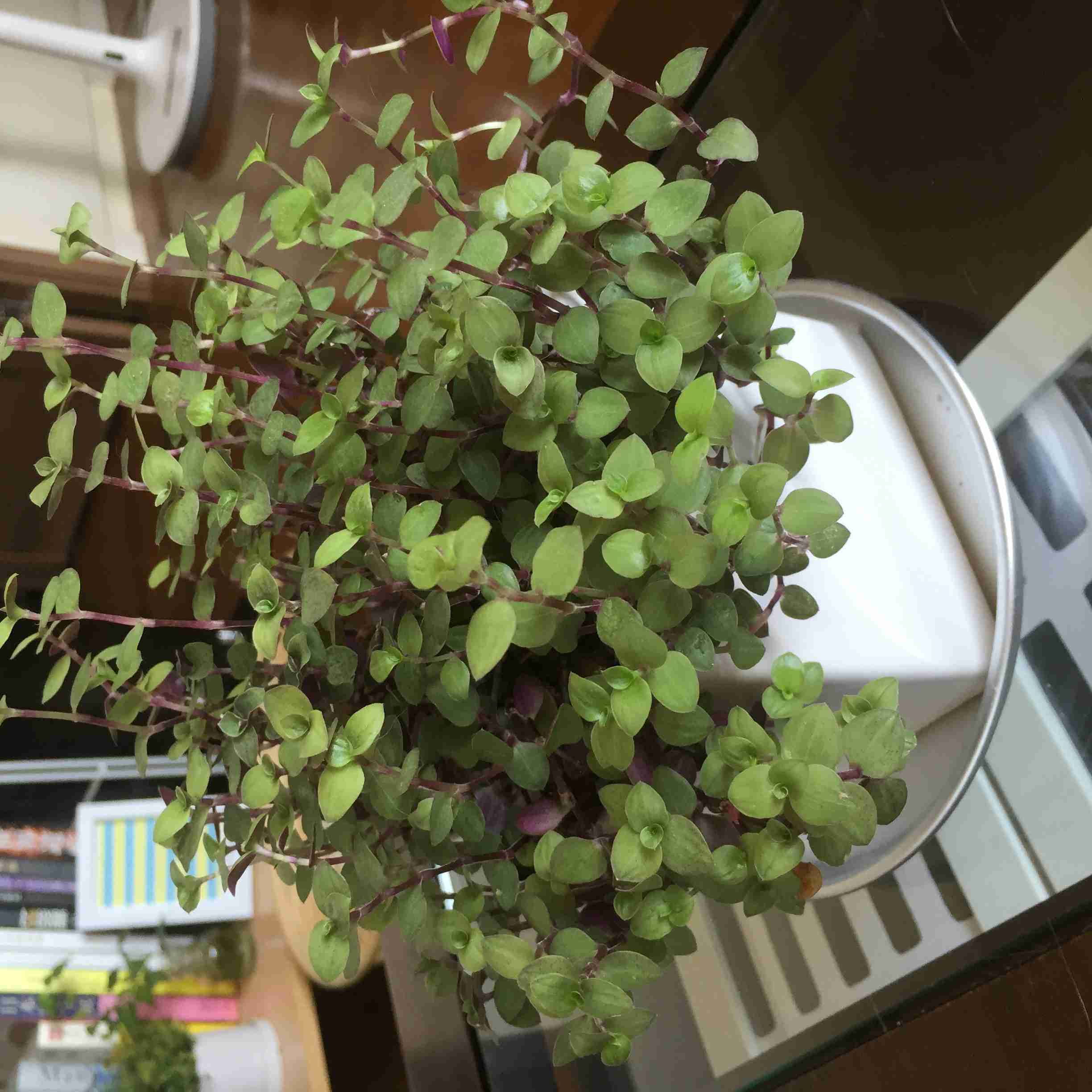 観葉植物置いてる人ー！！