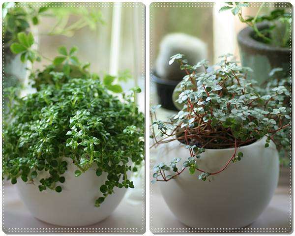 観葉植物置いてる人ー！！