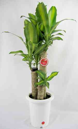 観葉植物置いてる人ー！！