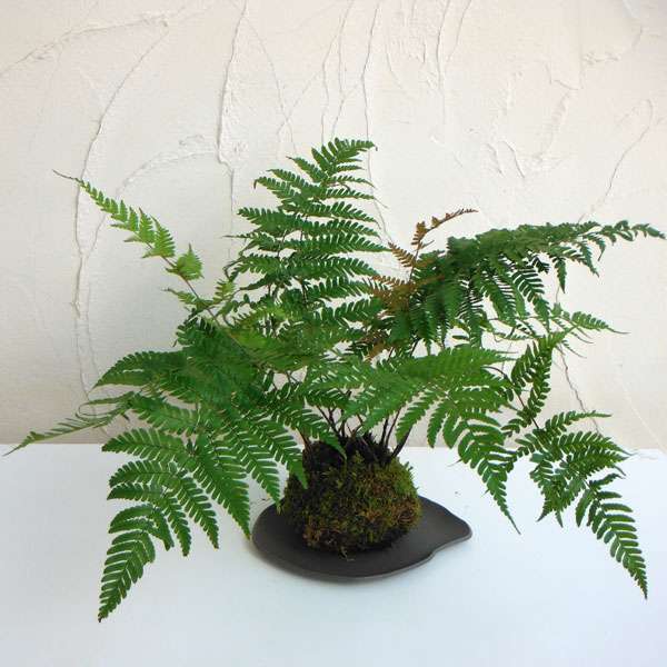 観葉植物置いてる人ー！！