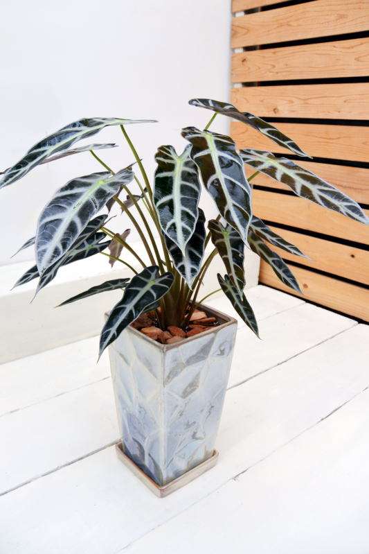 観葉植物置いてる人ー！！