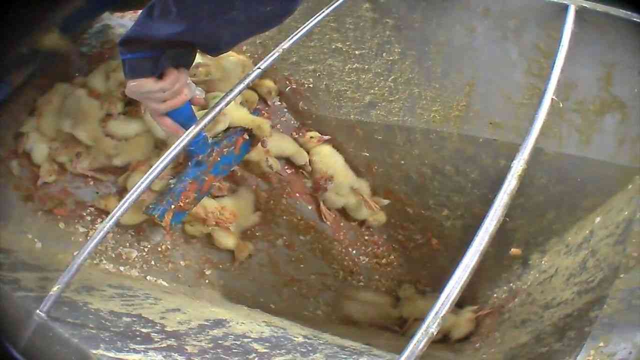 高級といわれる食材が苦手な人