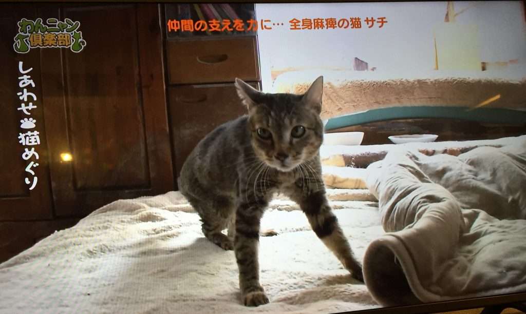 心が洗われるお話、画像ください。