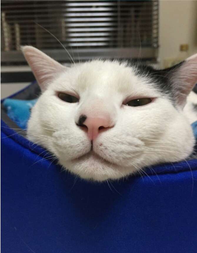 AB型あるある