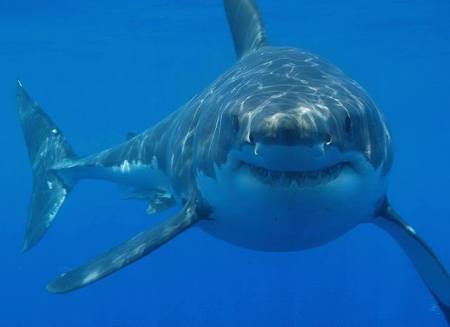 クジラやホオジロザメ、シャチなど海の大きな生き物が好きな人