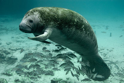 クジラやホオジロザメ、シャチなど海の大きな生き物が好きな人
