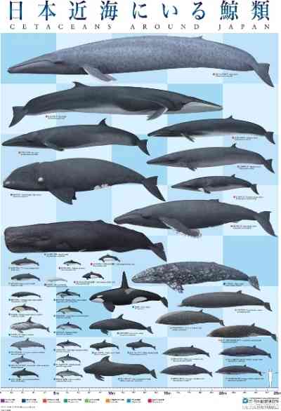 クジラやホオジロザメ、シャチなど海の大きな生き物が好きな人