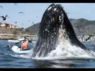 クジラやホオジロザメ、シャチなど海の大きな生き物が好きな人
