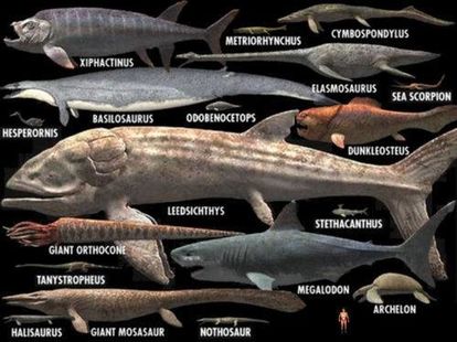クジラやホオジロザメ、シャチなど海の大きな生き物が好きな人