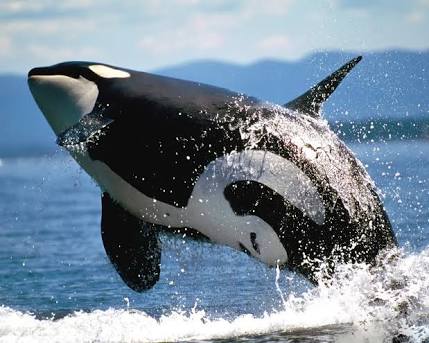 クジラやホオジロザメ、シャチなど海の大きな生き物が好きな人