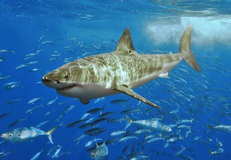 クジラやホオジロザメ、シャチなど海の大きな生き物が好きな人