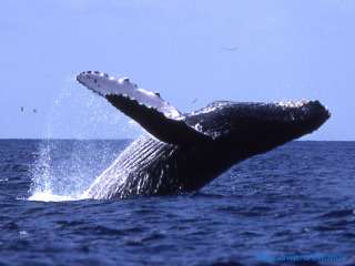 クジラやホオジロザメ、シャチなど海の大きな生き物が好きな人