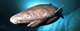 クジラやホオジロザメ、シャチなど海の大きな生き物が好きな人