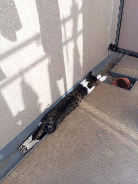 猫あるある画像