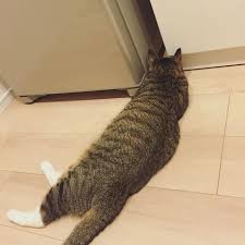 猫あるある画像