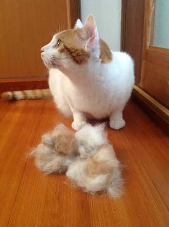 猫あるある画像