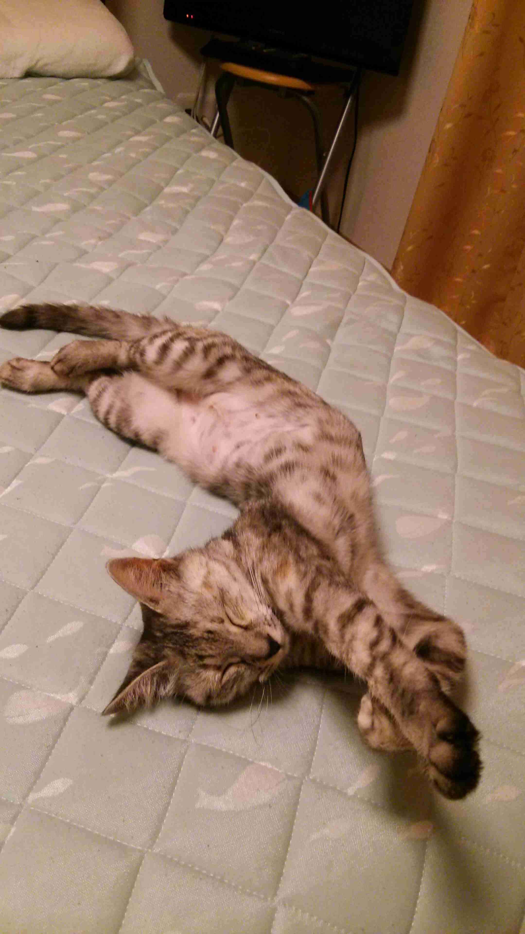猫あるある画像