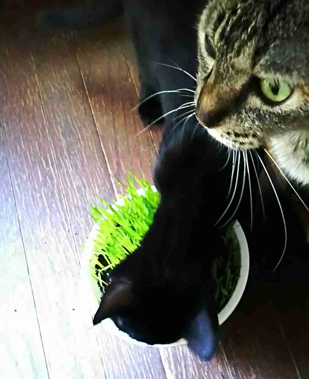 猫あるある画像
