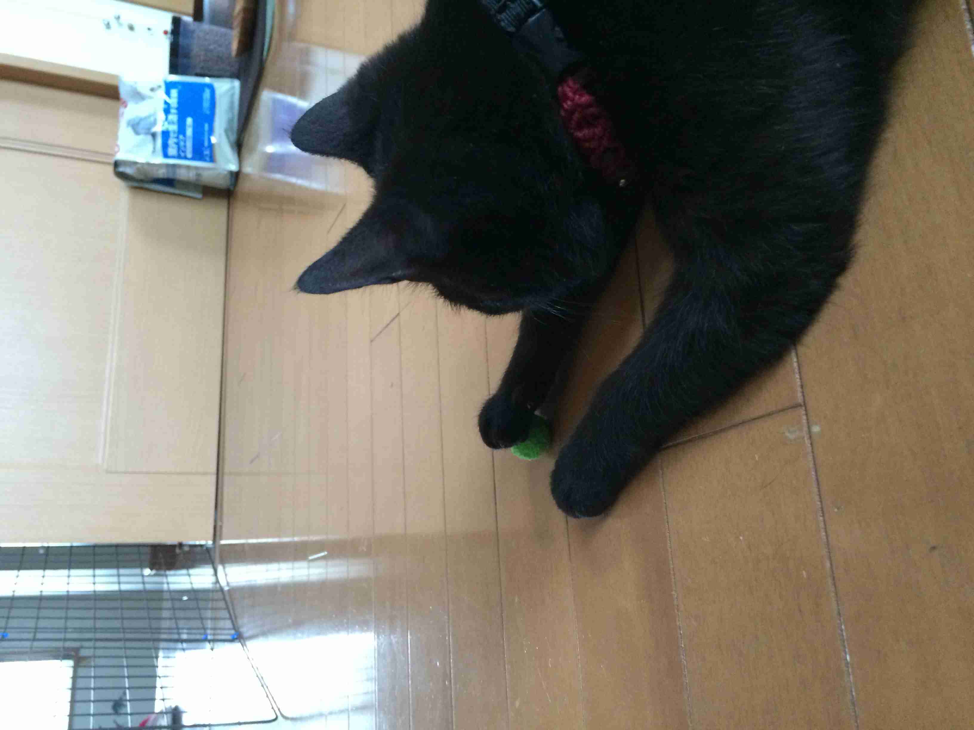 猫あるある画像