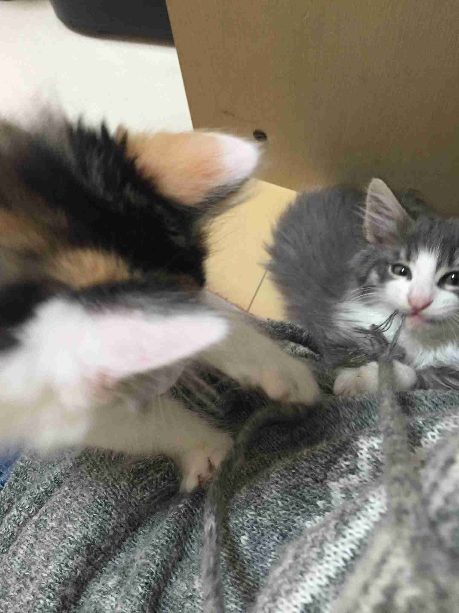 猫あるある画像