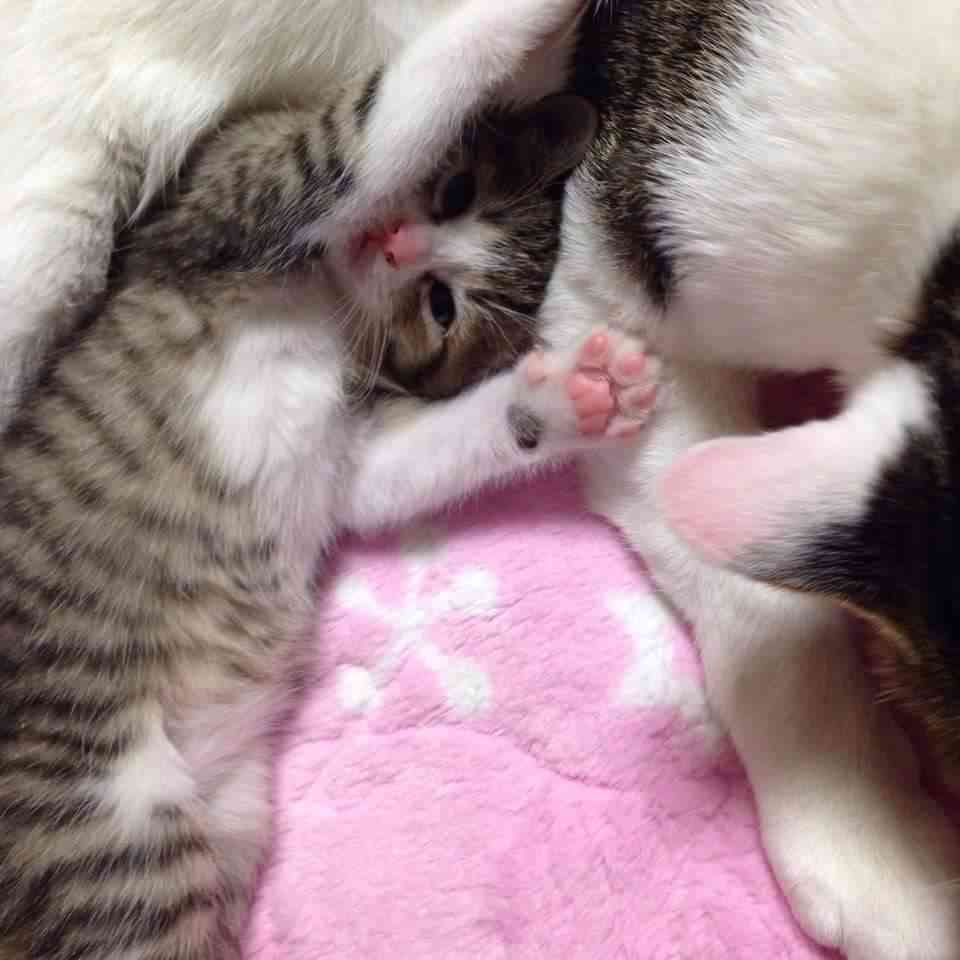 猫あるある画像