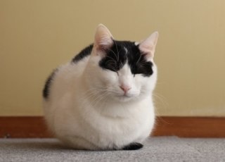 猫あるある画像