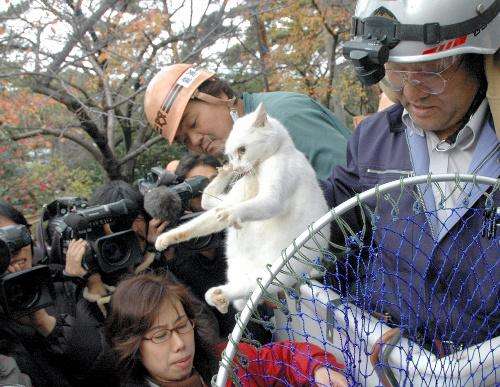猫あるある画像