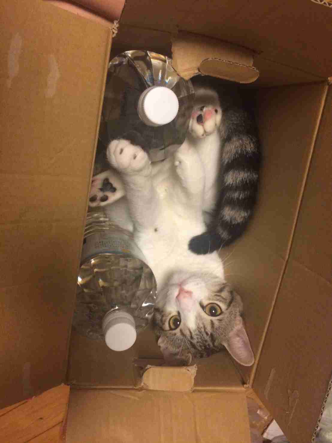 猫あるある画像