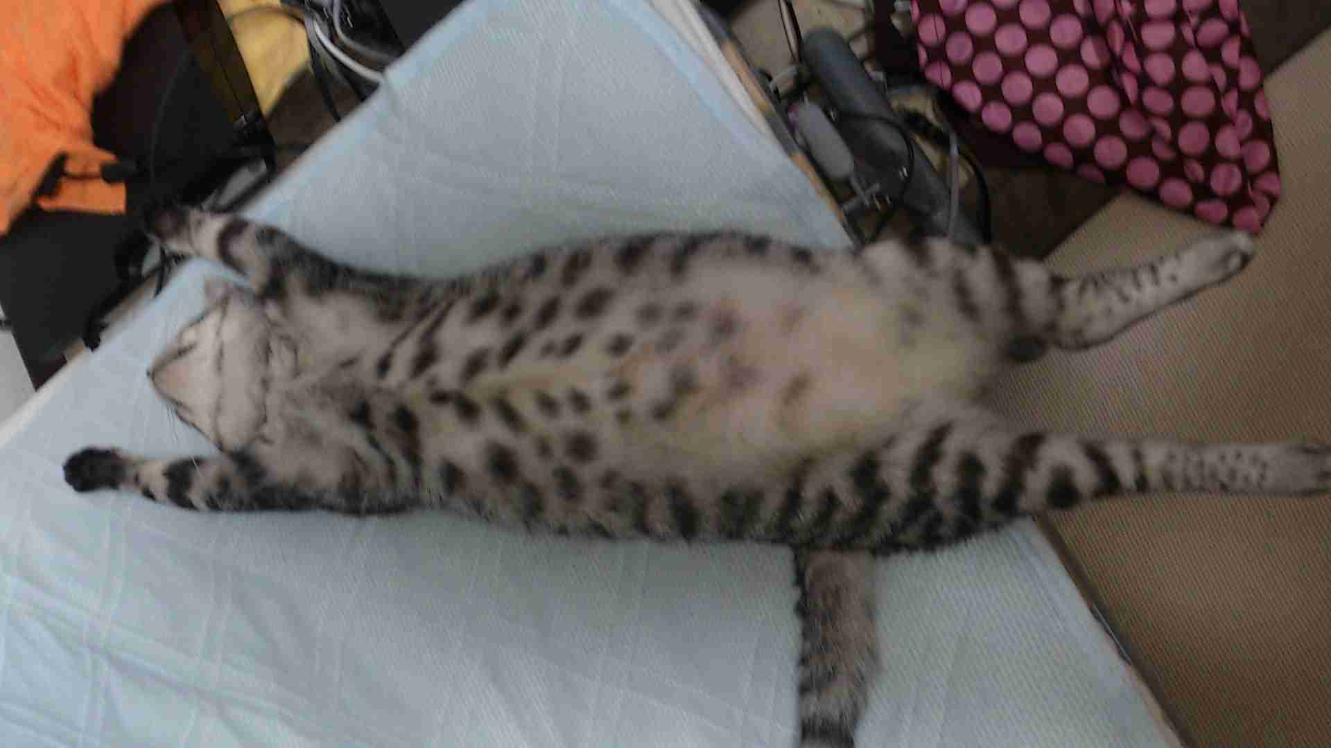 猫あるある画像