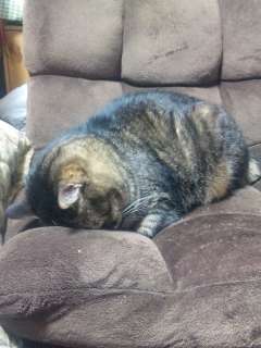 猫あるある画像