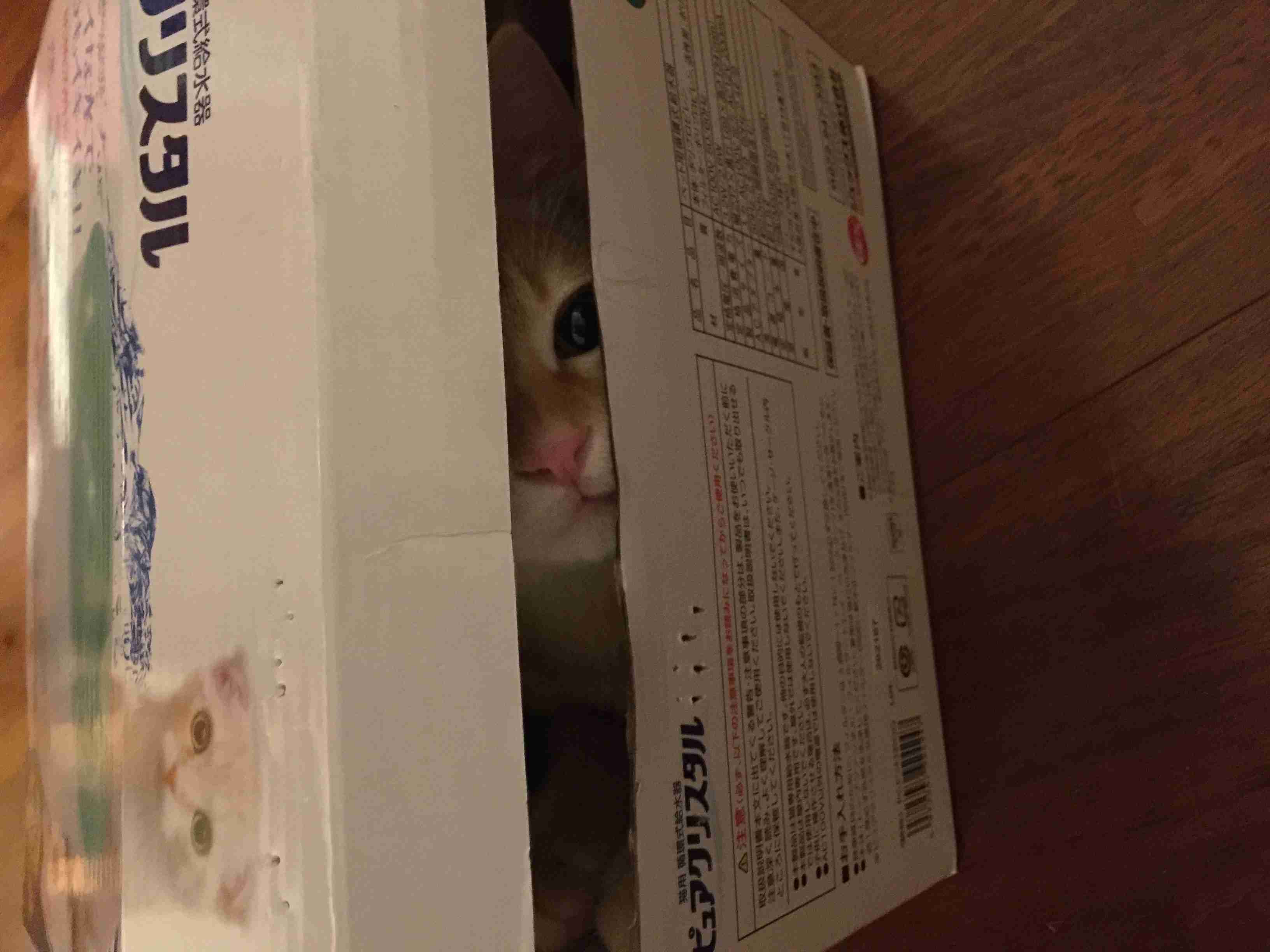 猫あるある画像