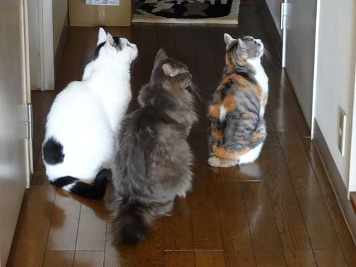 猫あるある画像