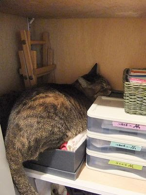 猫あるある画像