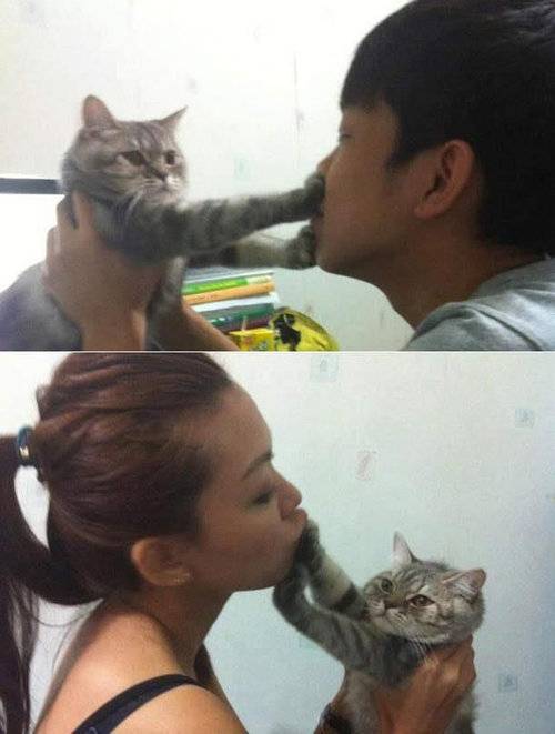猫あるある画像