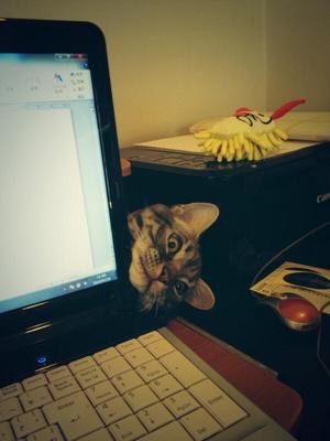 猫あるある画像