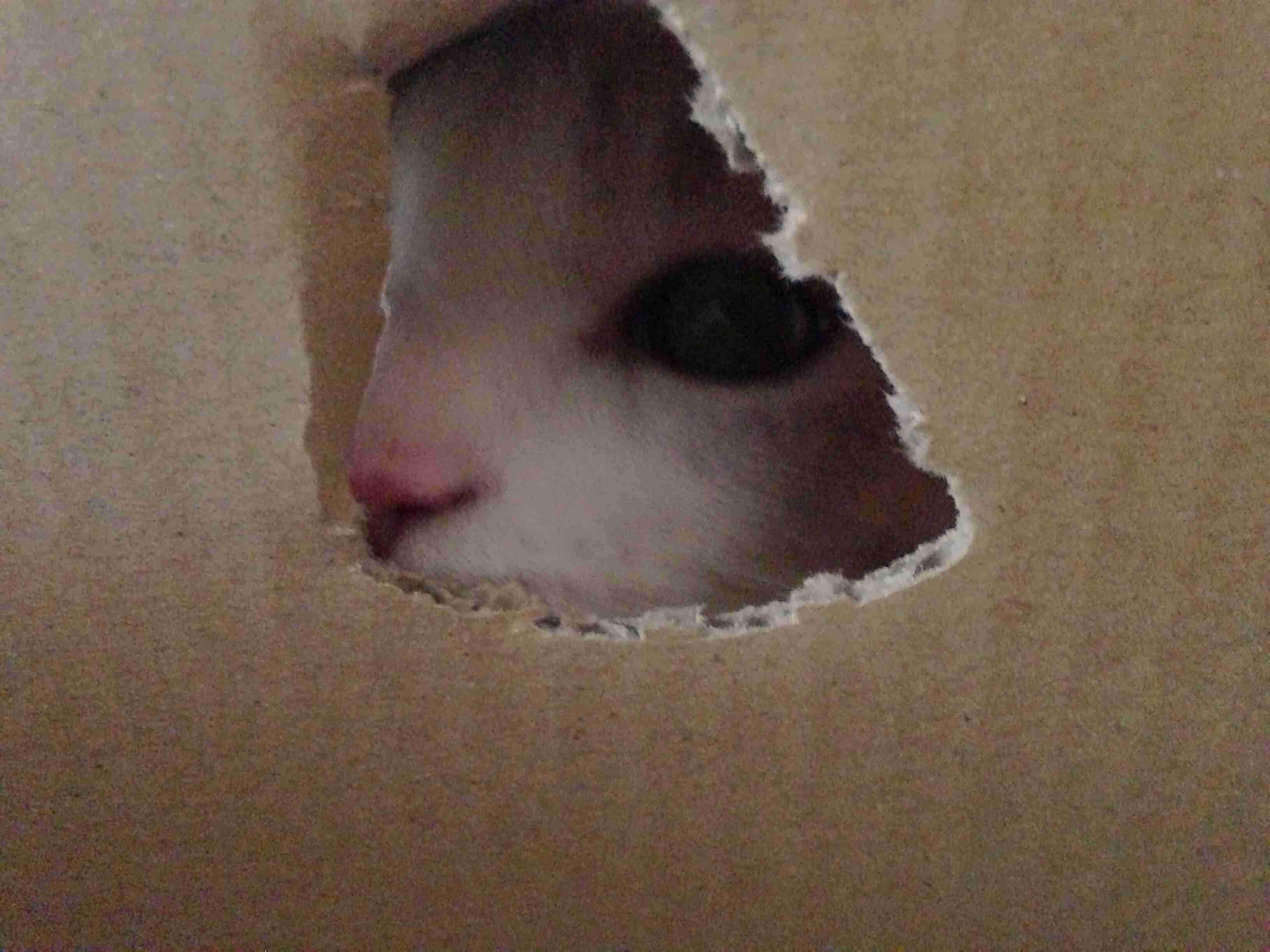 猫あるある画像