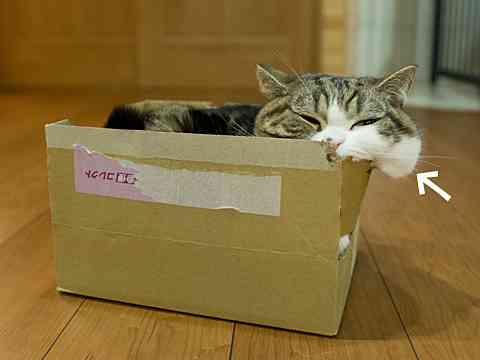 猫あるある画像