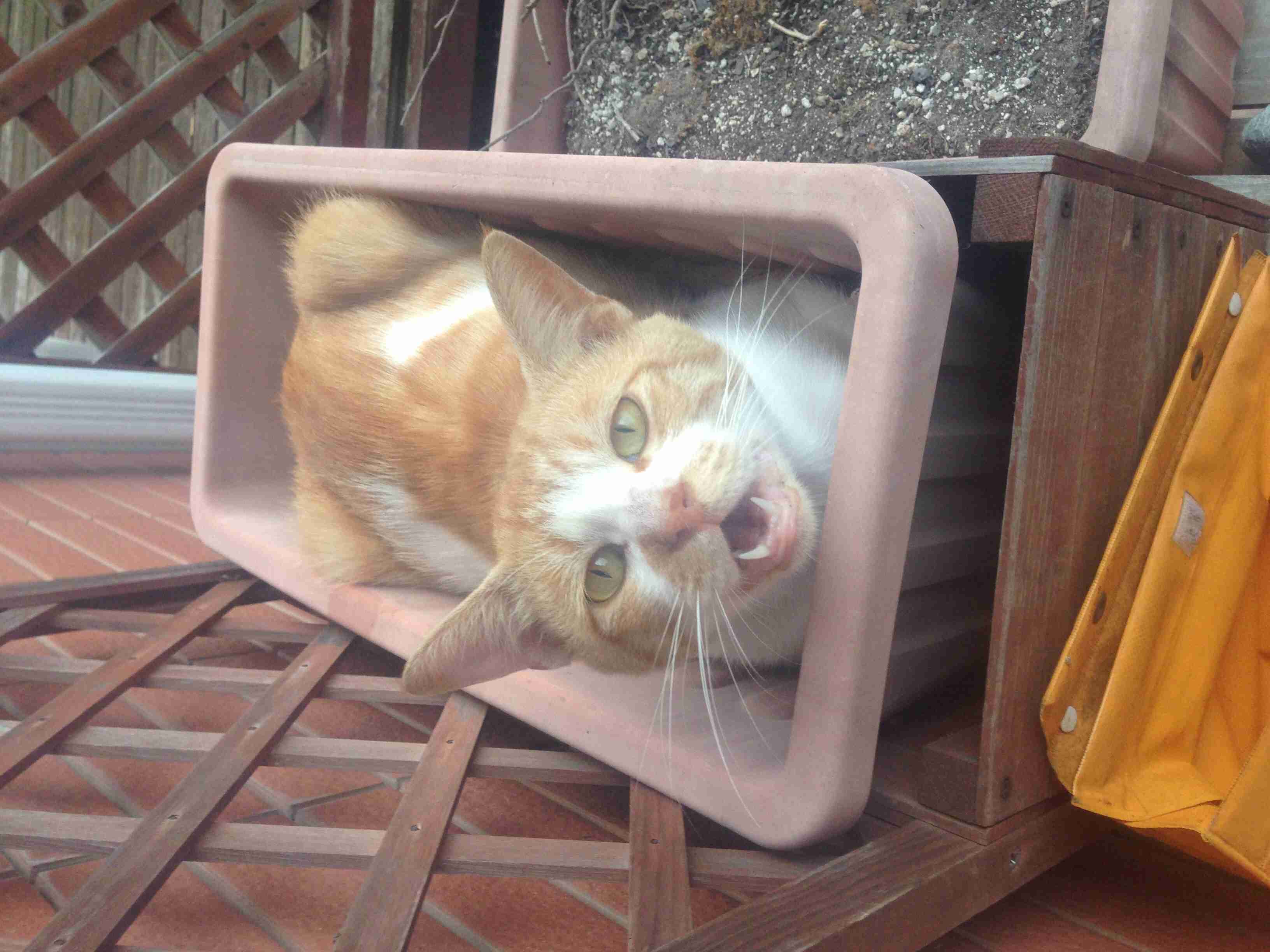 猫あるある画像