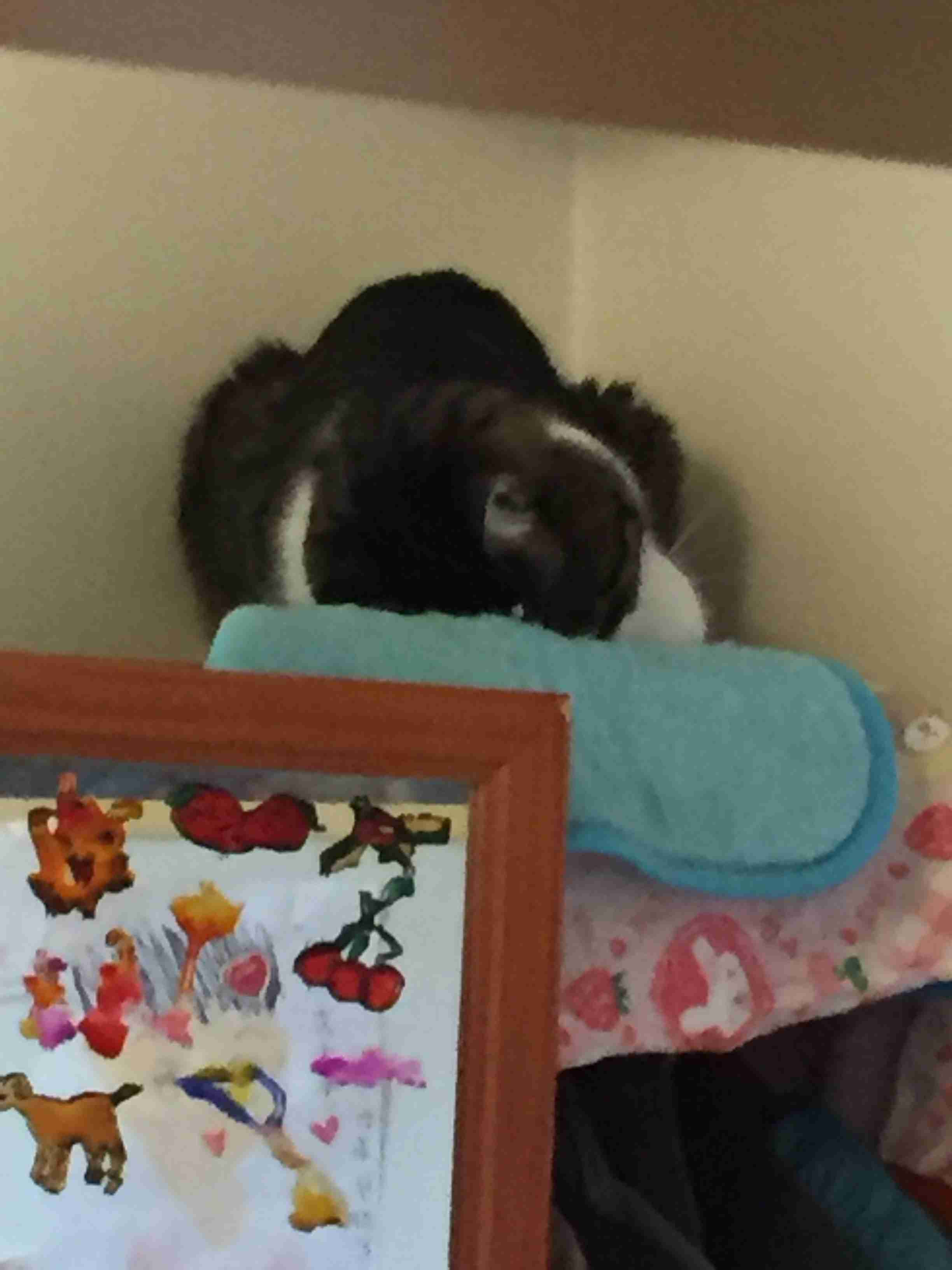 猫あるある画像