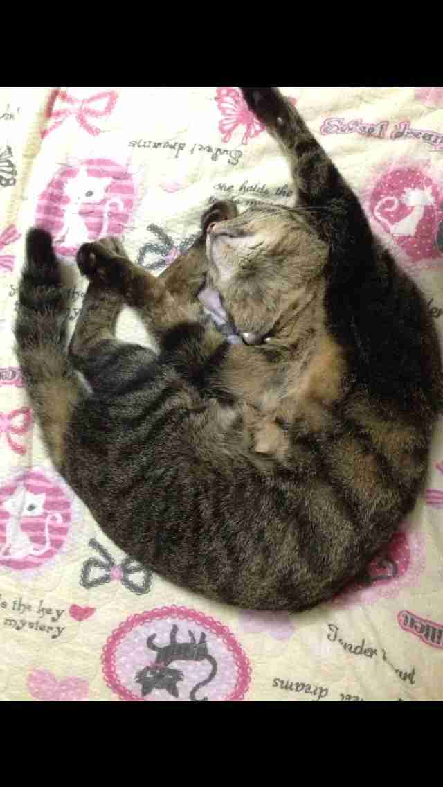猫あるある画像