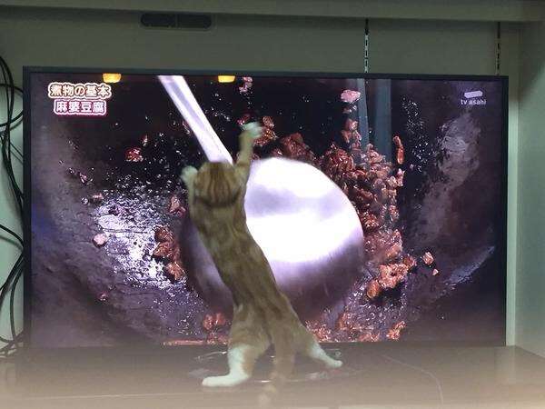 猫あるある画像