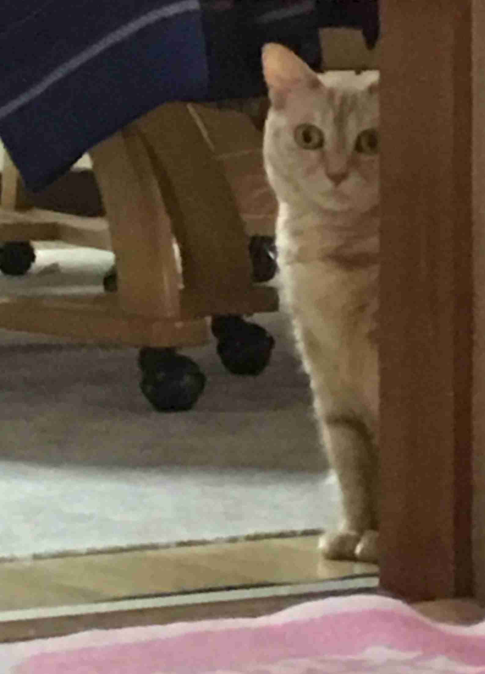 猫あるある画像