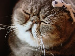 猫あるある画像