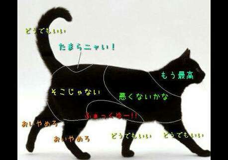 猫あるある画像